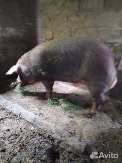 Хряк на племя и поросята