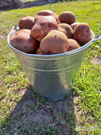 Семенной картофель