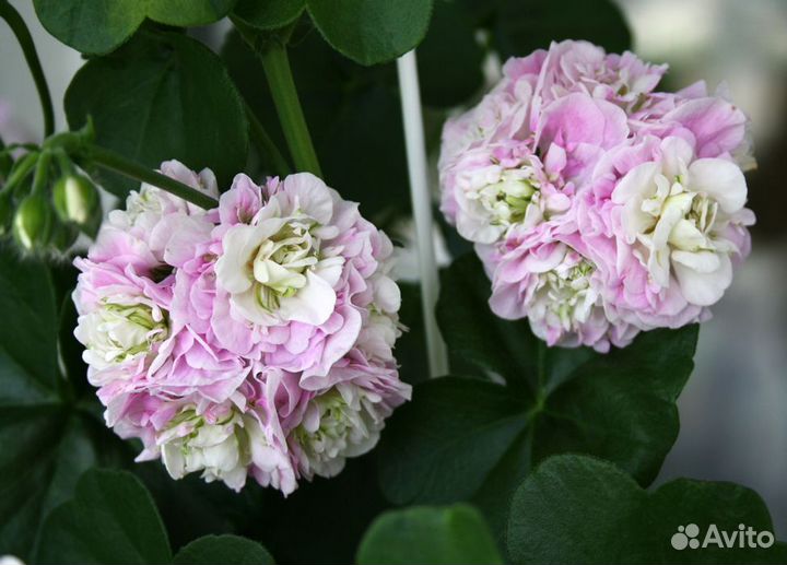 Пеларгония герань