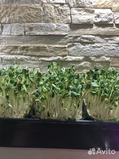 Микрозелень Елец