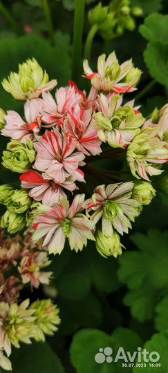 Пеларгонии сортовые