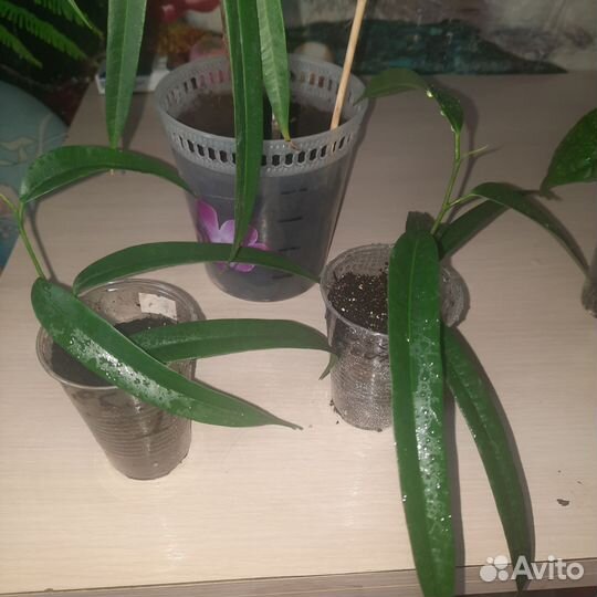 Фикус Али, Педилантус, Кит. Роза