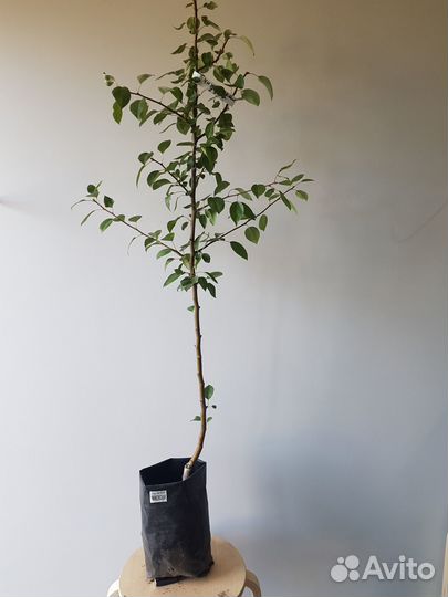 Груша плодовая 