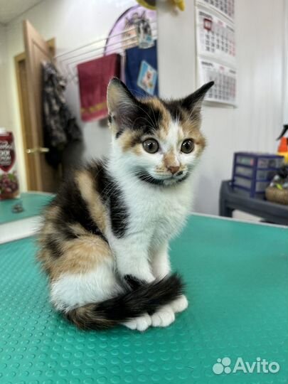 Отдам котенка