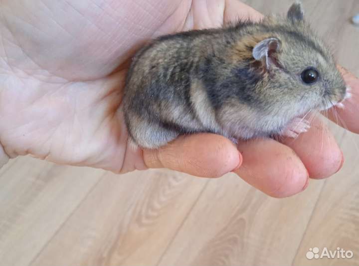 Джунгарские хомячки много выбор(клетки, корм)