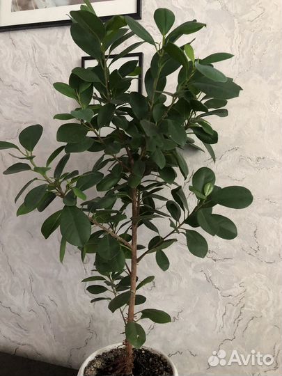 Сортовые фикусы