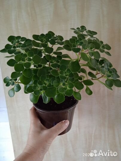 Цветок Аэхризон