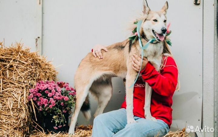 Собака год умная помесь лайка