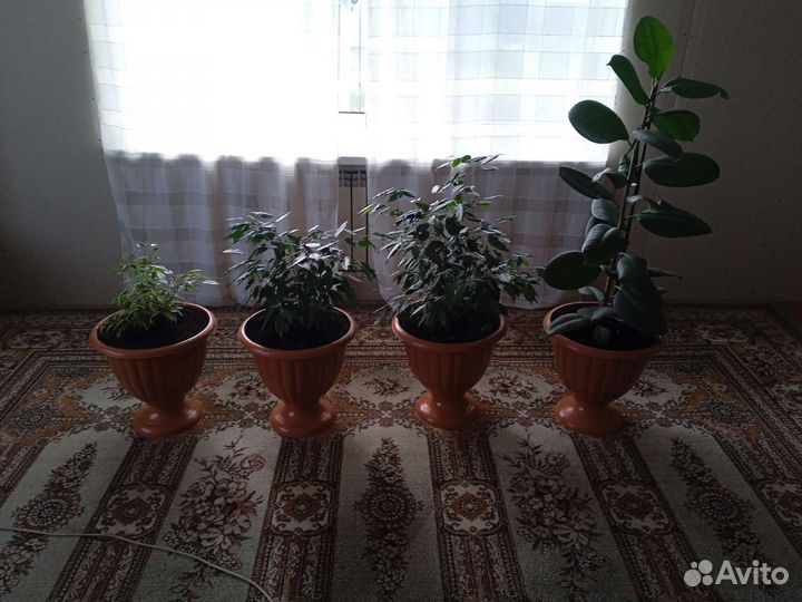 Комнатные цветы