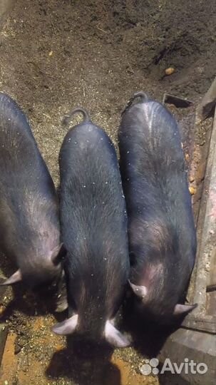 Вьетнамск вислобрюхие свинки