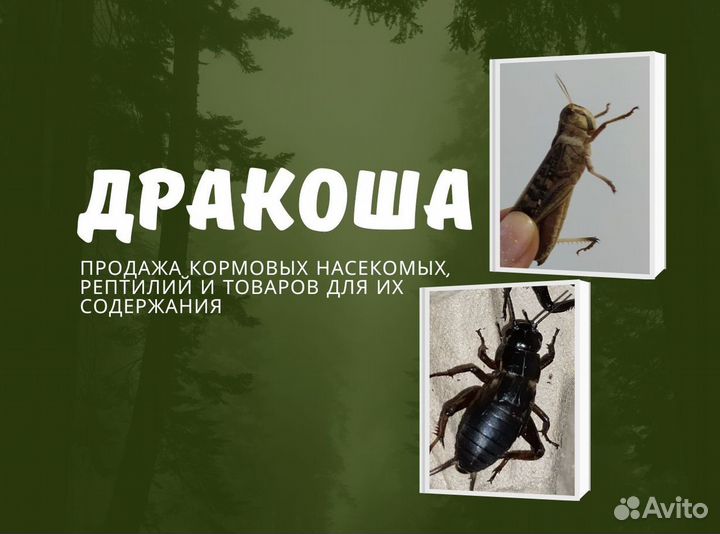 Кормовые насекомые