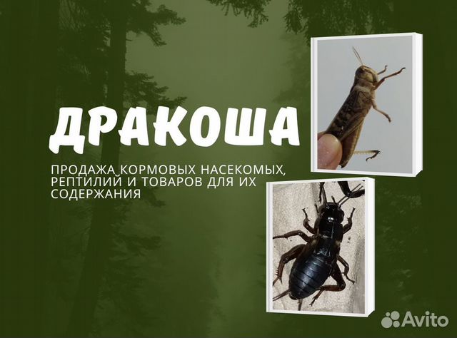 Кормовые насекомые