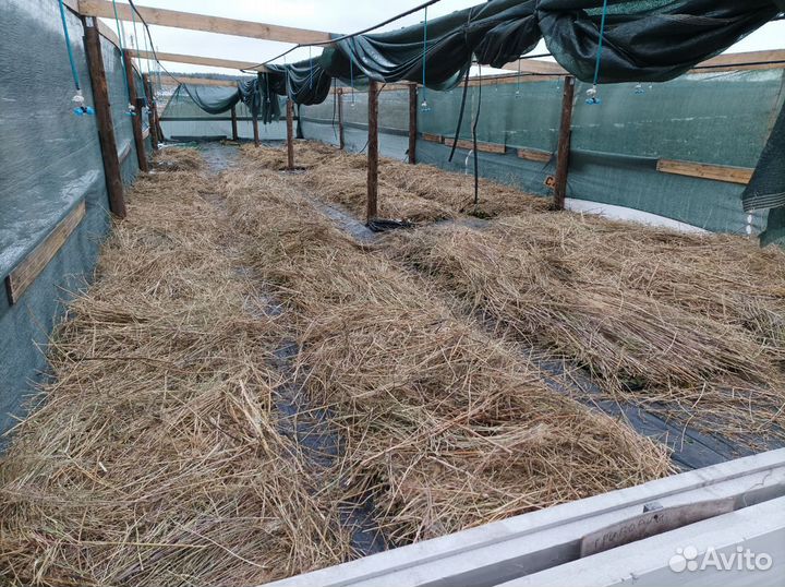 Рассада клубники (Оптом и в розницу) Предзаказ