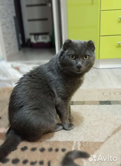 Котик ищет дом