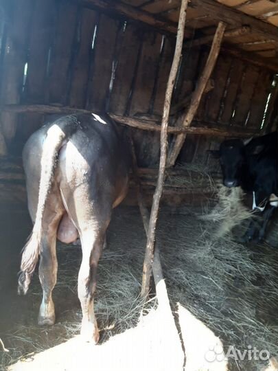 Телка, и быки