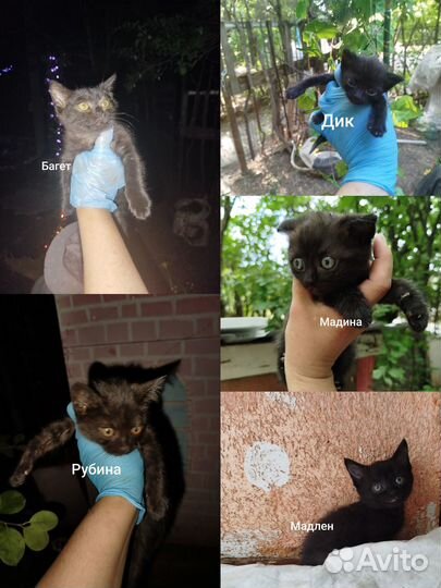 Кошки и котята