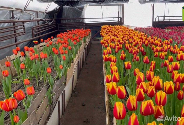 Тюльпаны оптом