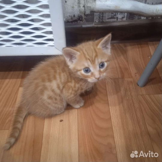 Кошка в дар бесплатно
