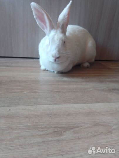 Крольчиха самка