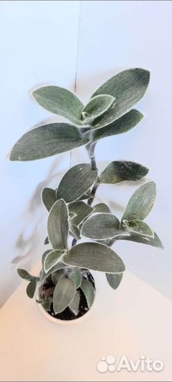 Традесканции,каллизии,солейролия