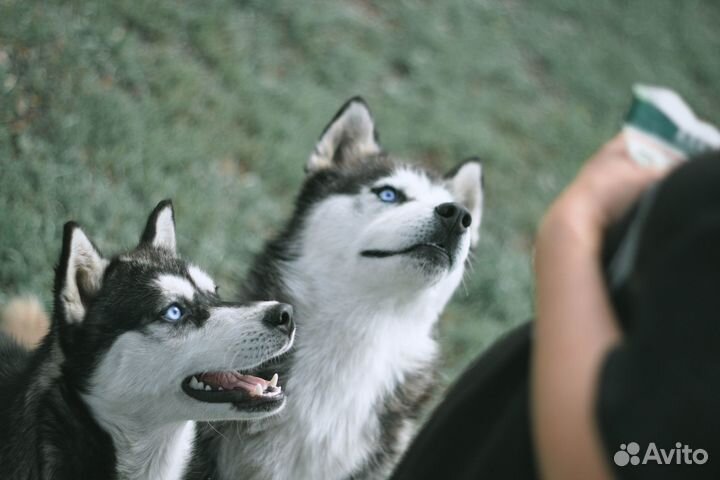 Фотосессия с хаски