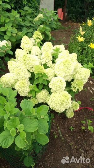 Гортензия метельчатая