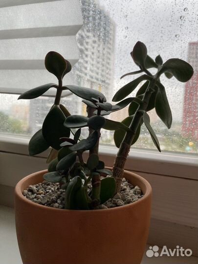 Крассула толстянка денежное дерево