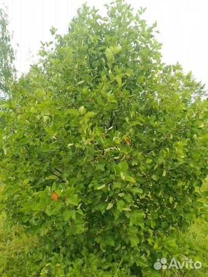 Боярышник супер пышный живой забор