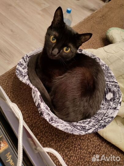 Отдаем кошку в добрые руки