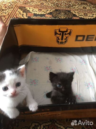 Котята в добрые руки бесплатно