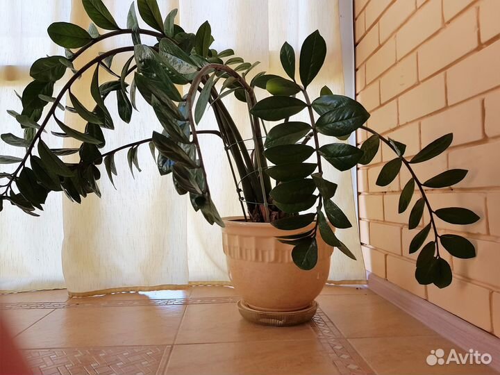 Замиокулькас - комнатное растение в кашпо