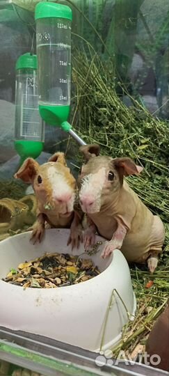 Морская свинка Скинни