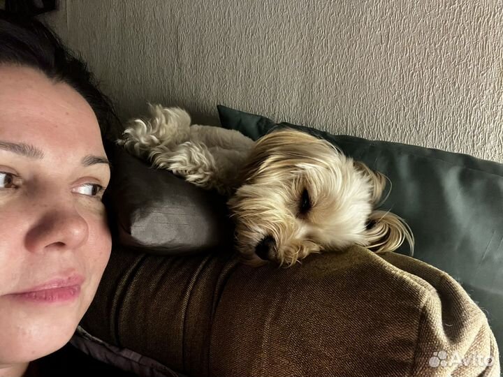 Передержка собак