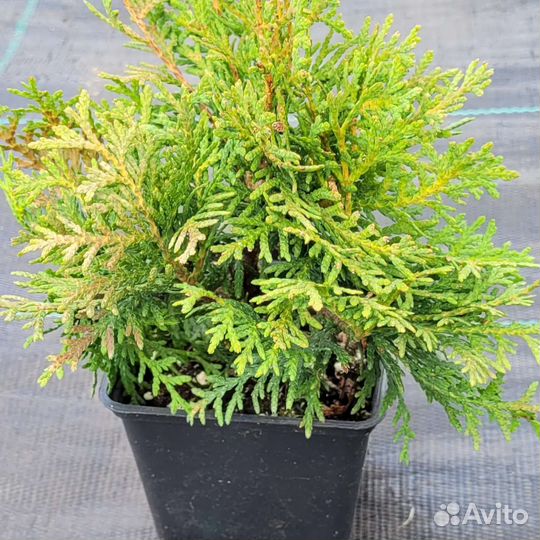 Саженцы хвойных, декоративных кустарников