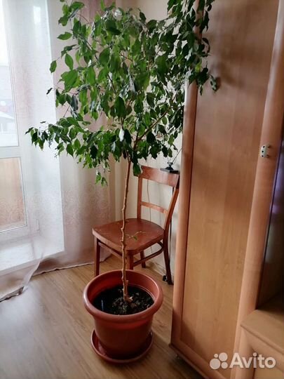 Фикус бенджамина