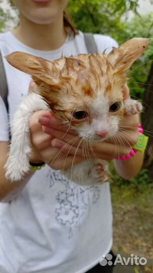 Отдаю котенка бесплатно в хорошие руки