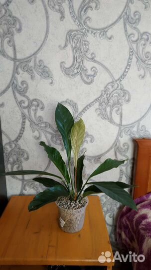 Антуриум вариегатный