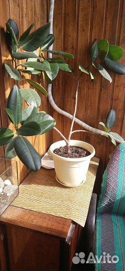 Фикус каучуковый