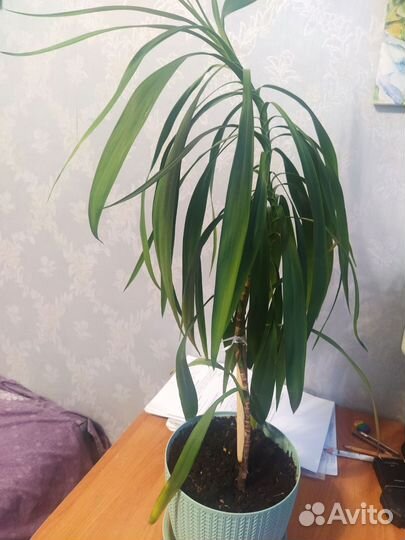 Цветы домашние