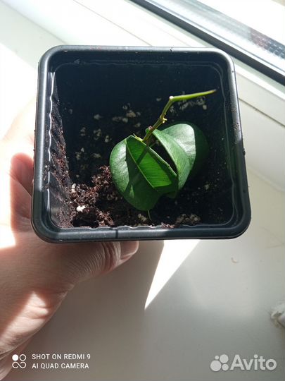 Фикус Барокко