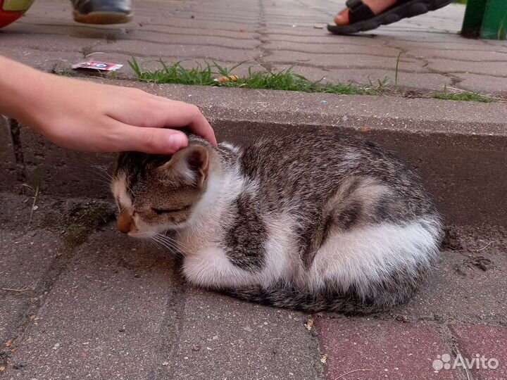 Кошка найдена на улице