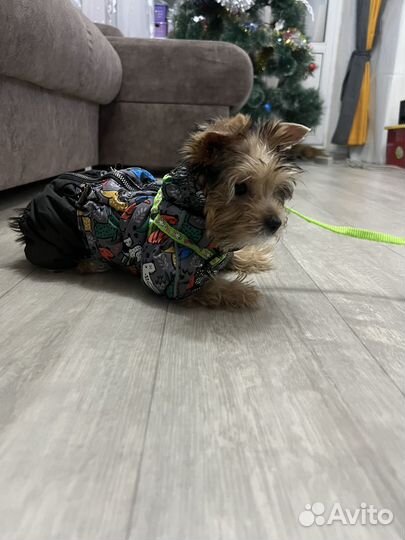 Йоркширский терьер