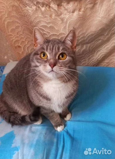 Кошечка Бусенька 1 год, стерилизована