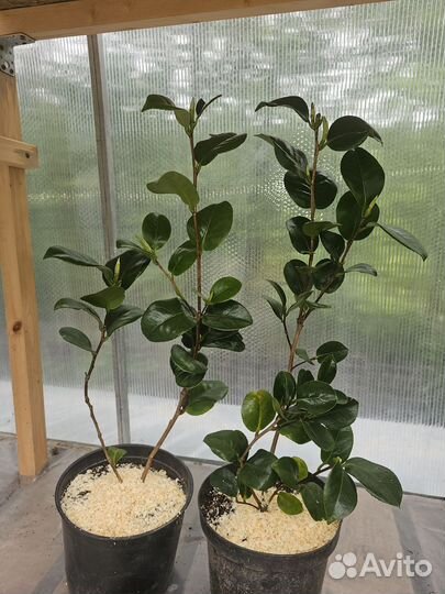 Камелия японская