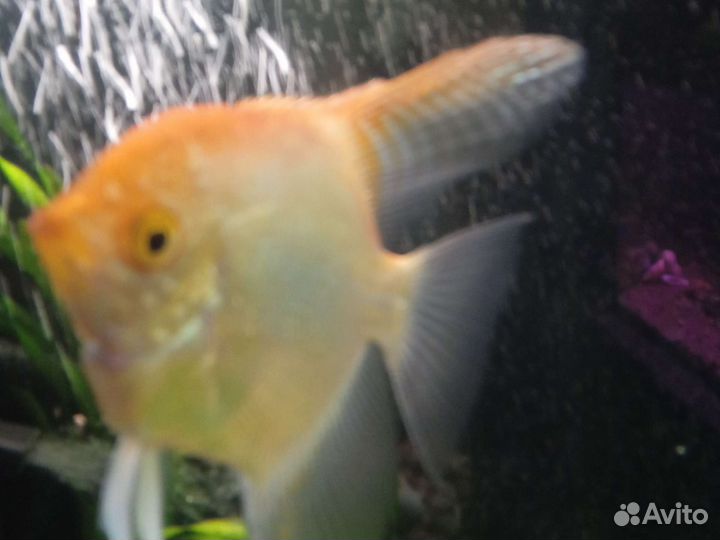 Аквариумные рыбы