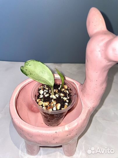 Хойя хоечки