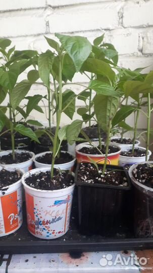 Рассада сладкого перца