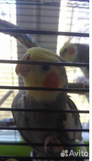 Передежка котов