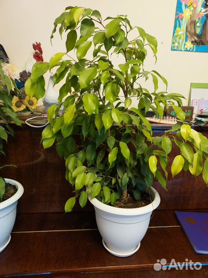 Фикус бенджамина