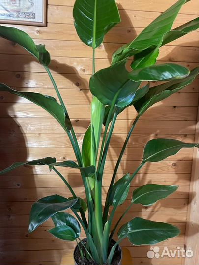 Стрелиция Николая d-19 h- 130